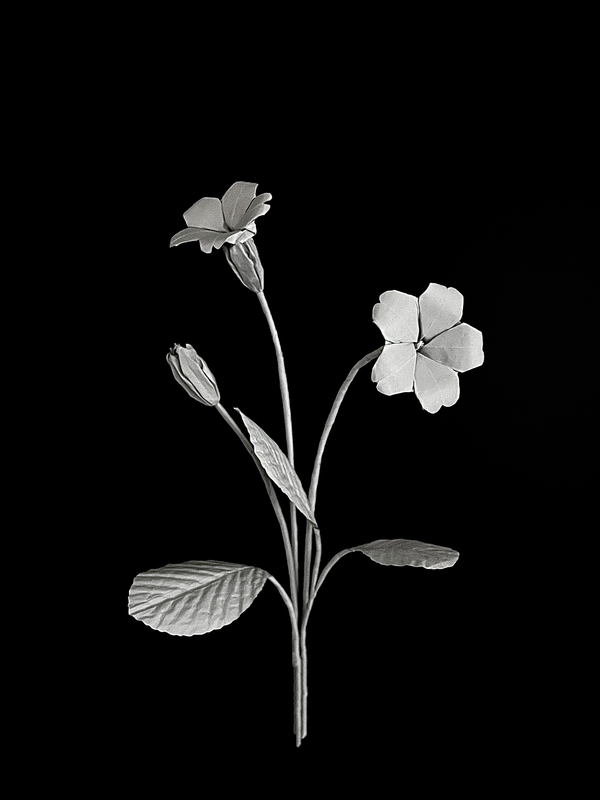 Primrose 欧报春