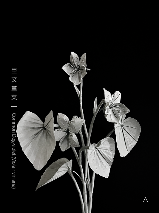 Common Dog-violet 里文堇菜