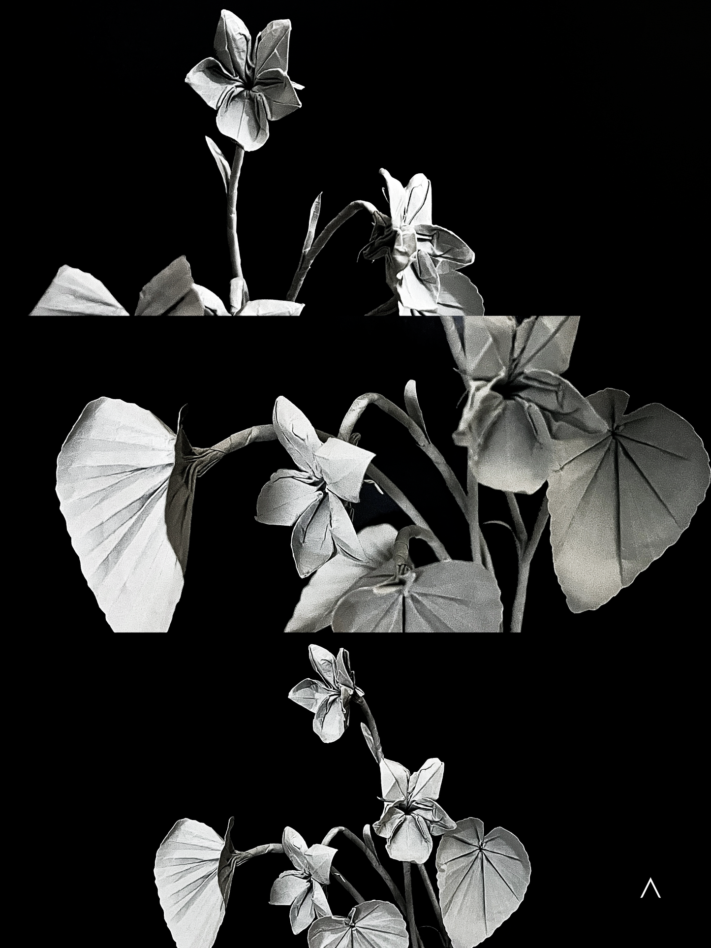 Common Dog-violet 里文堇菜