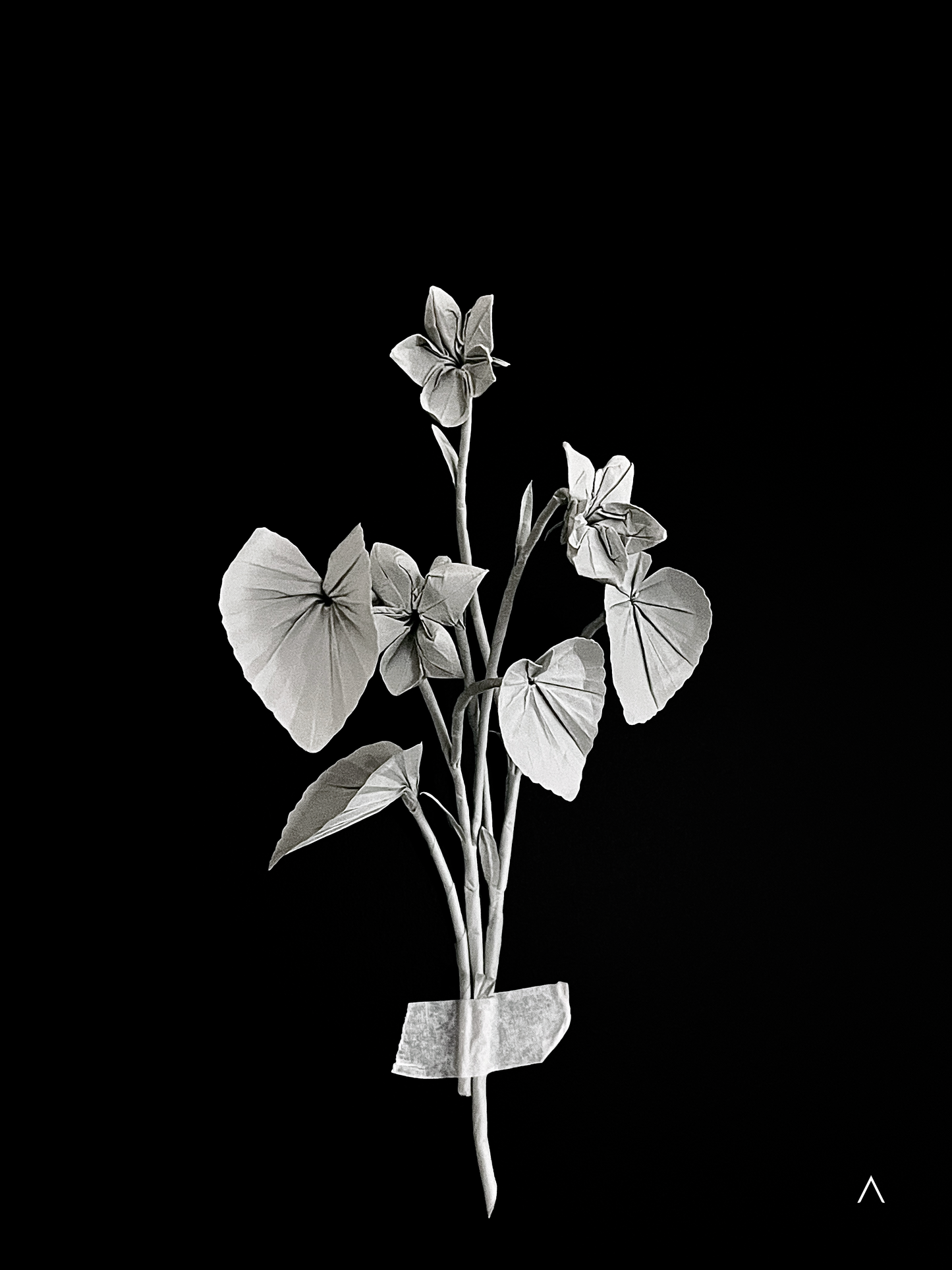 Common Dog-violet 里文堇菜