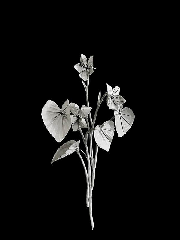 Common Dog-violet 里文堇菜