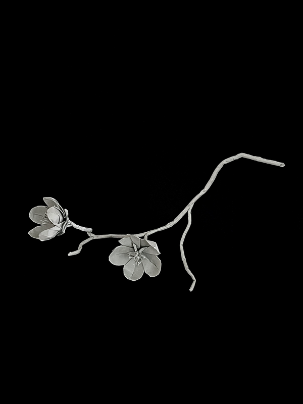 Plum Blossom 梅花