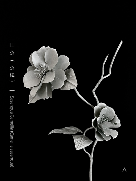 Sasanqua Camellia 茶梅