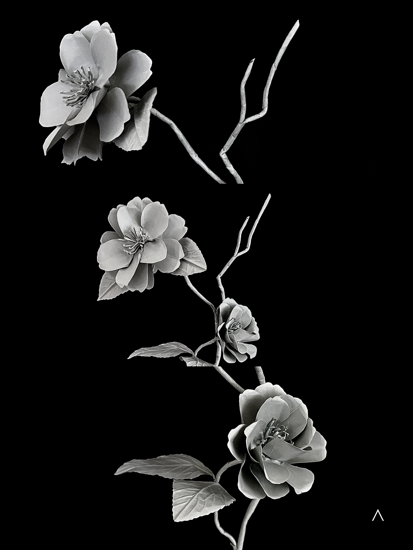 Sasanqua Camellia 茶梅