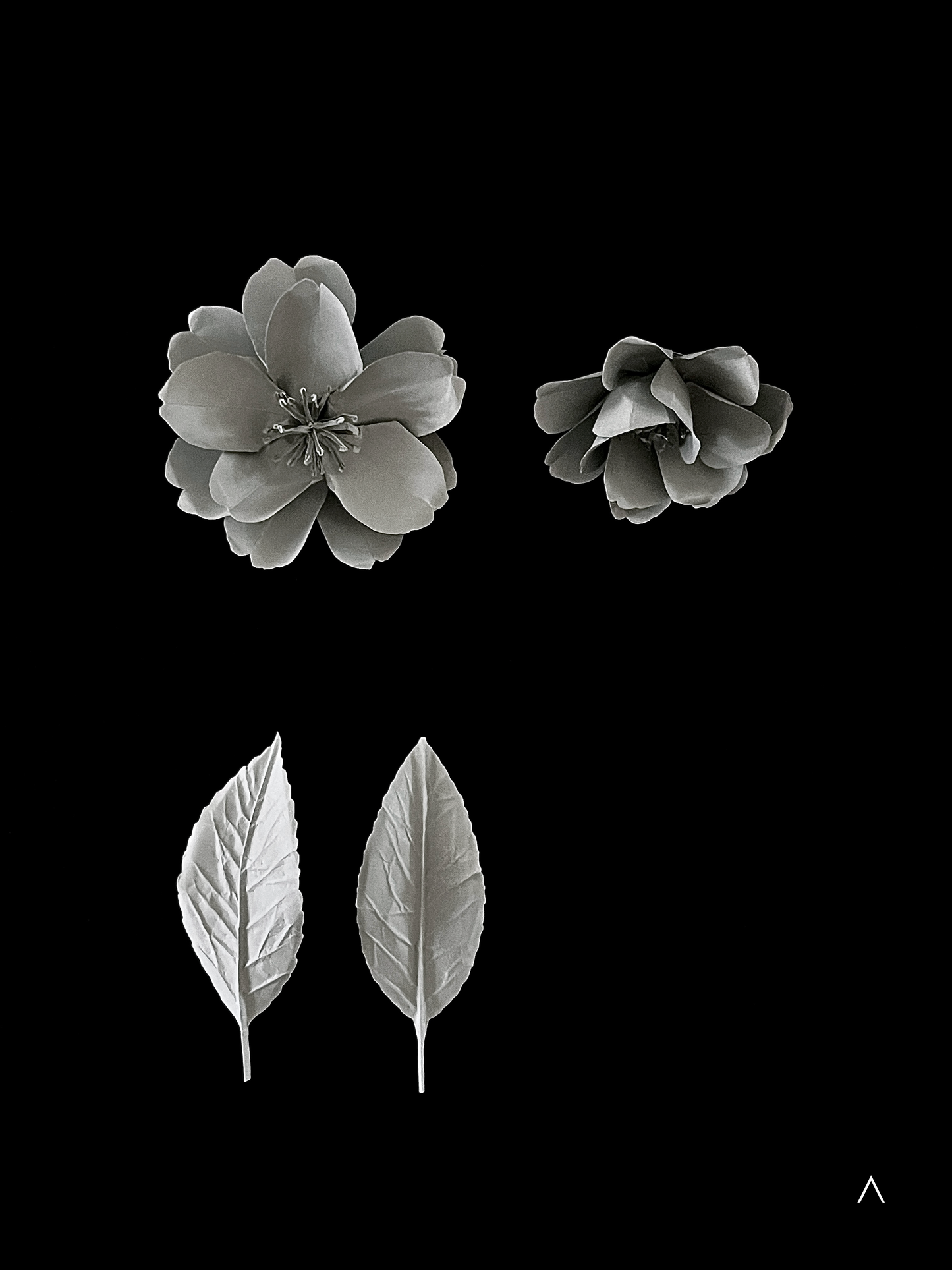 Sasanqua Camellia 茶梅