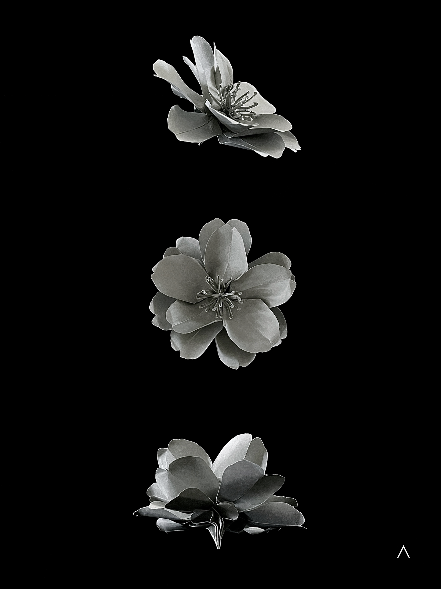 Sasanqua Camellia 茶梅