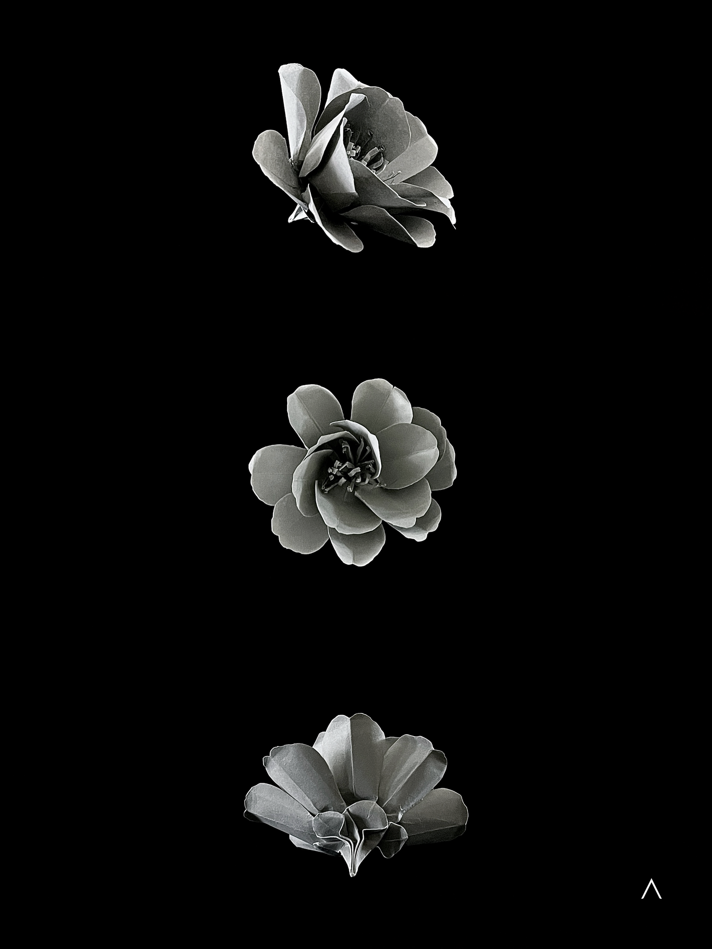 Sasanqua Camellia 茶梅