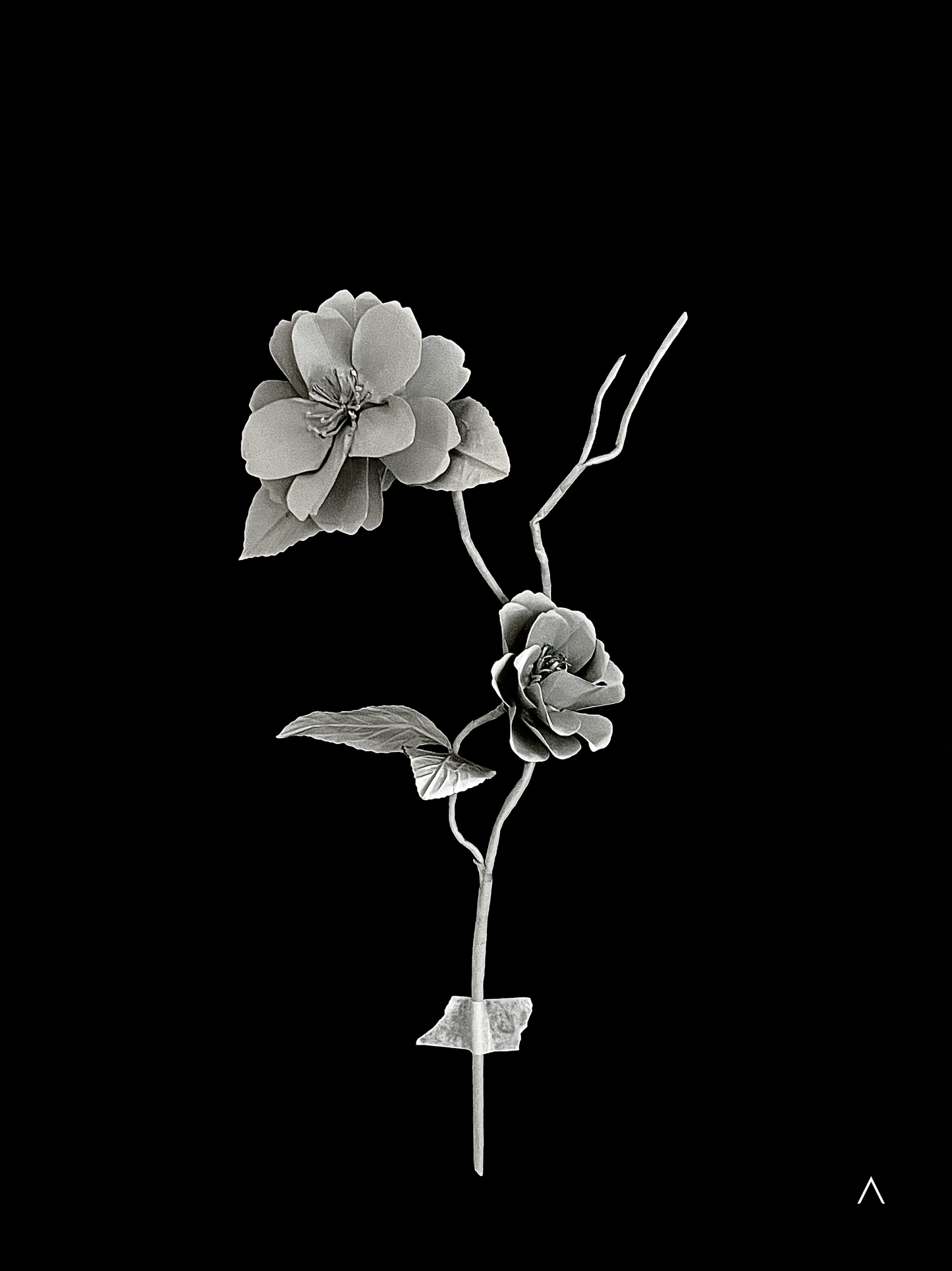 Sasanqua Camellia 茶梅