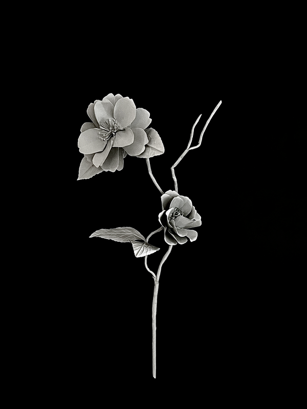 Sasanqua Camellia 茶梅