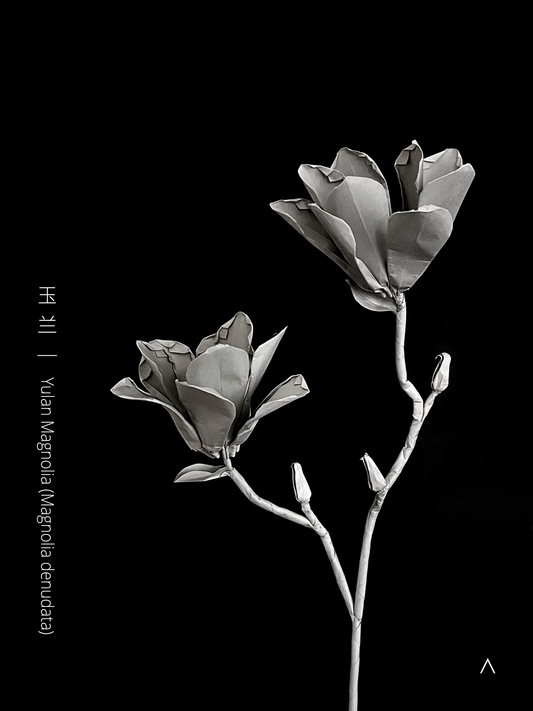 Yulan Magnolia 玉兰