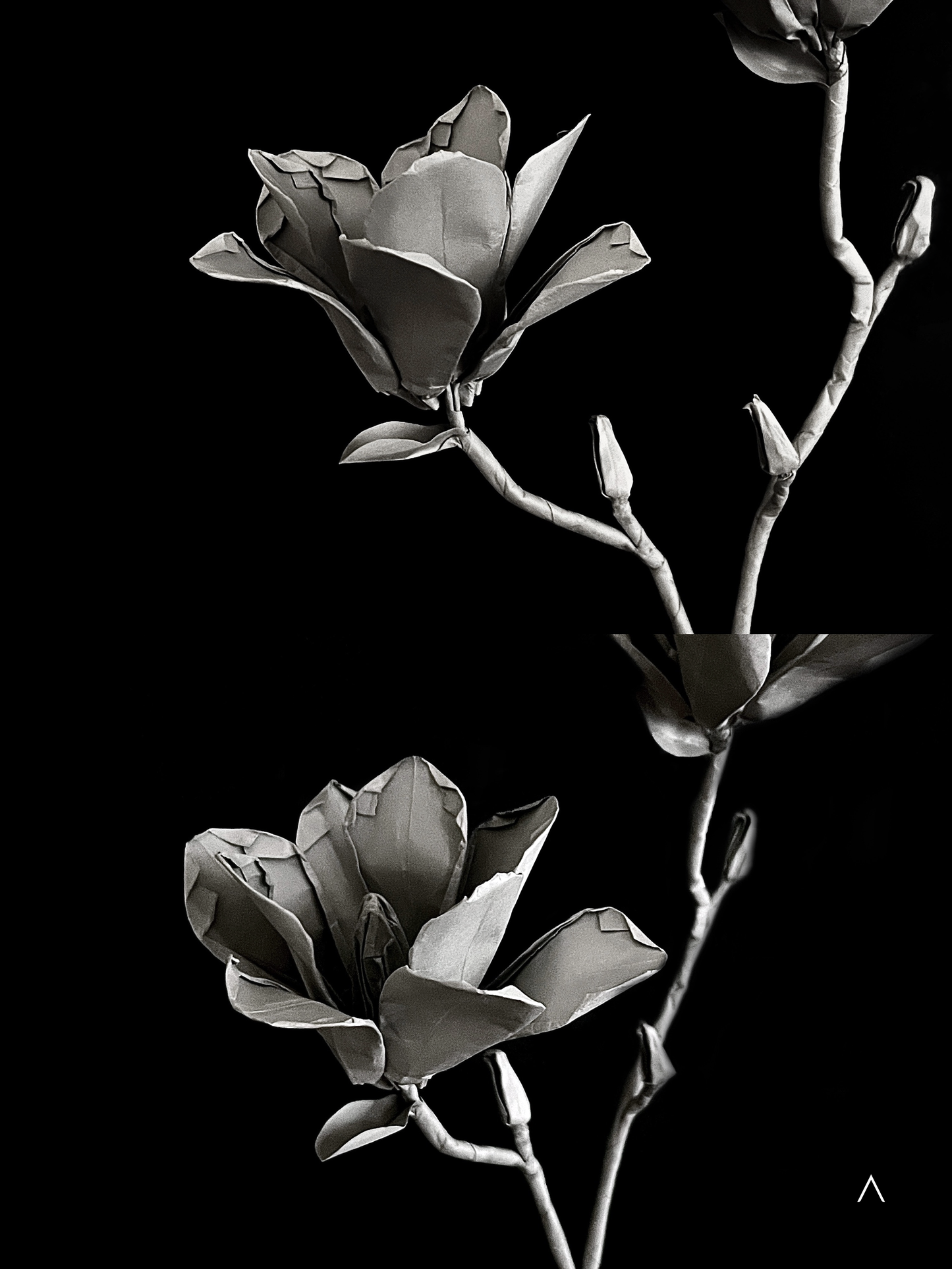 Yulan Magnolia 玉兰