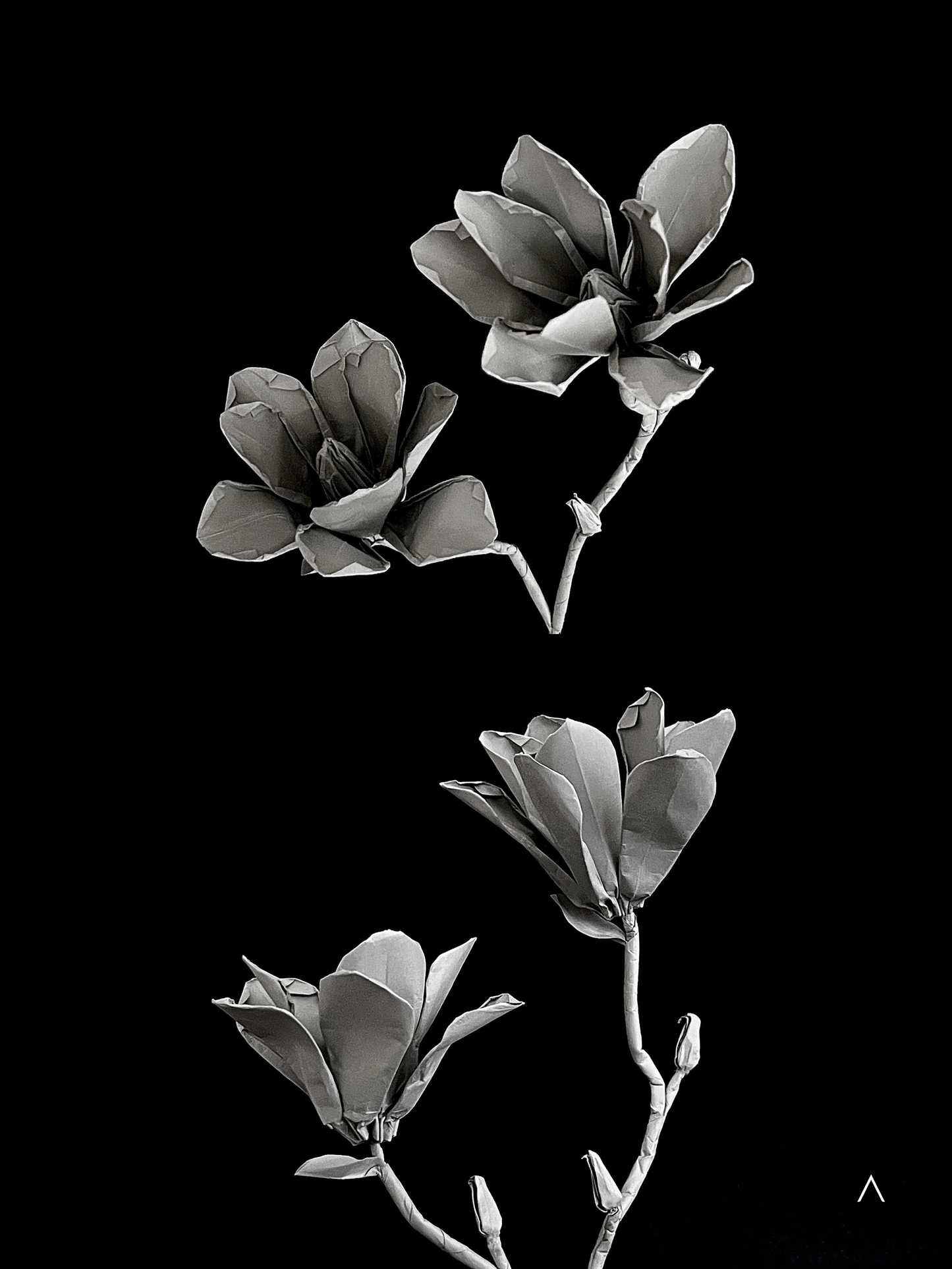 Yulan Magnolia 玉兰