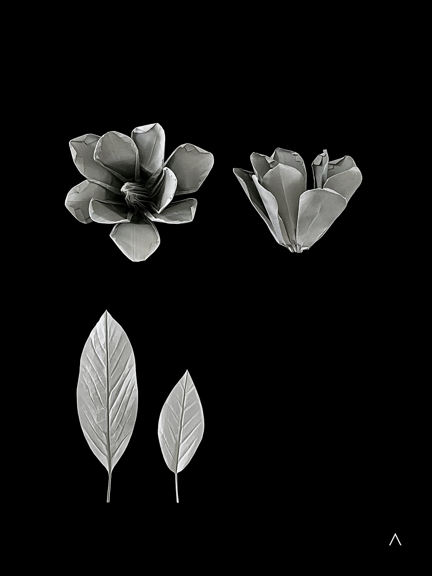 Yulan Magnolia 玉兰