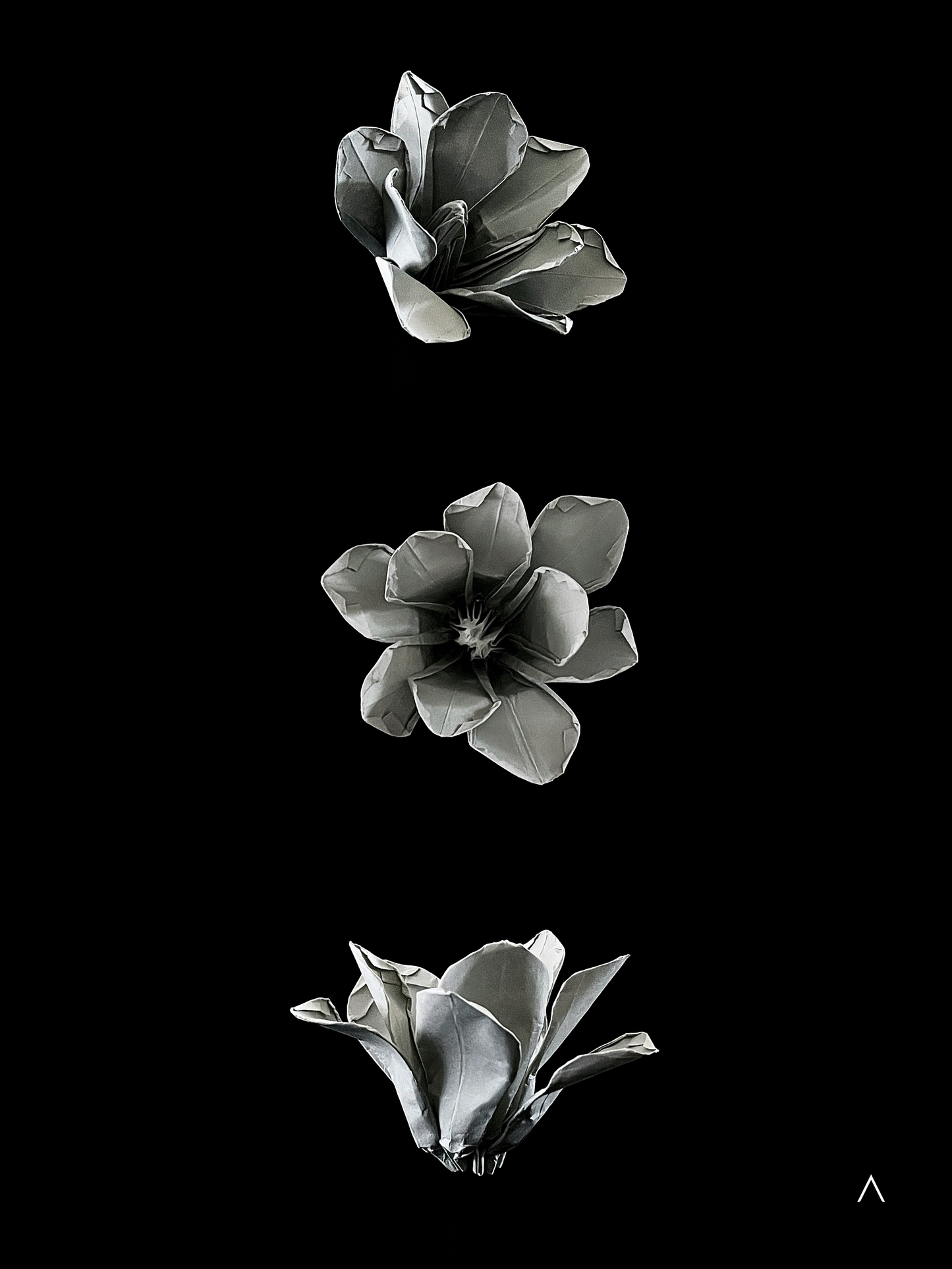 Yulan Magnolia 玉兰