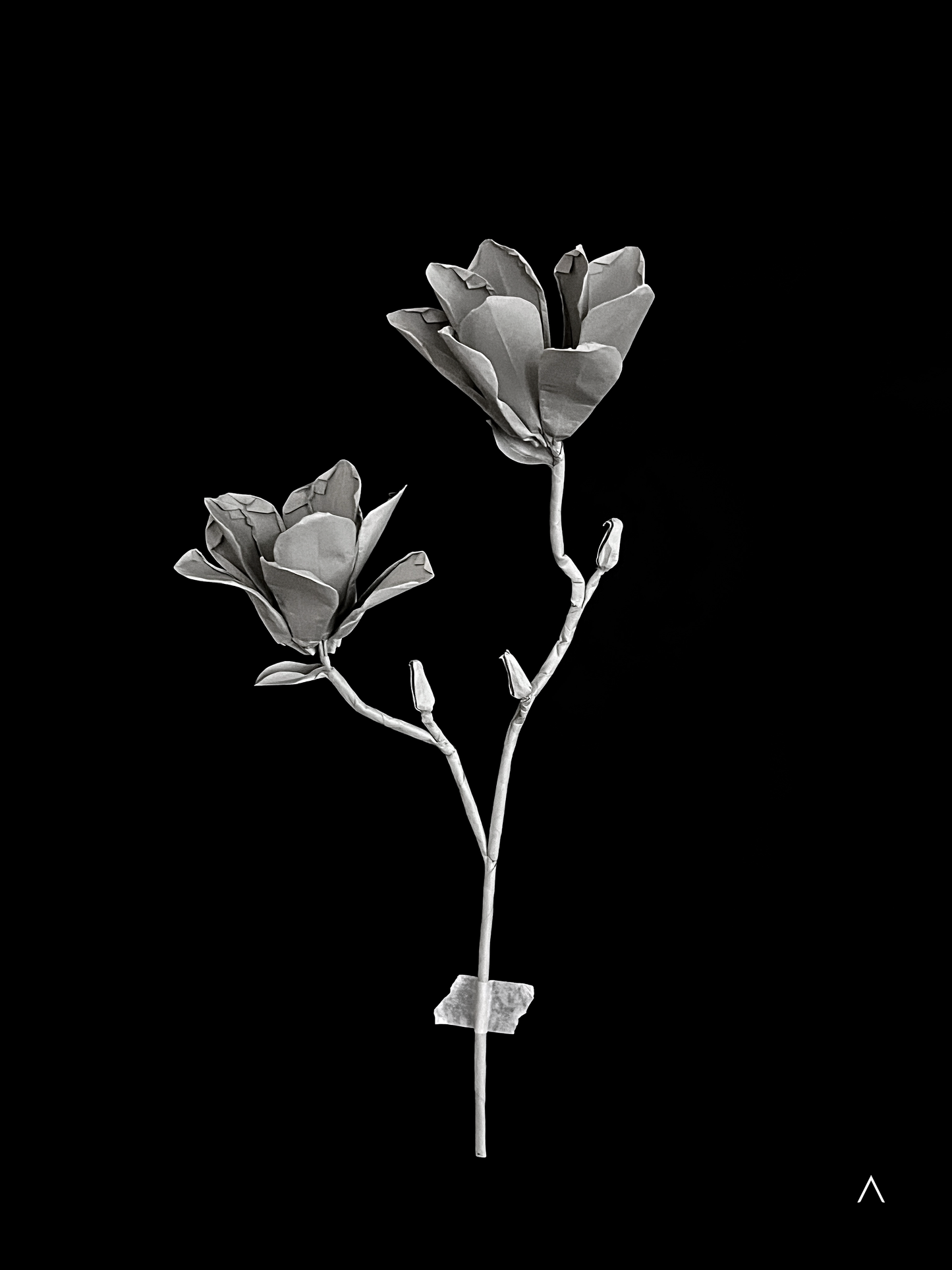 Yulan Magnolia 玉兰