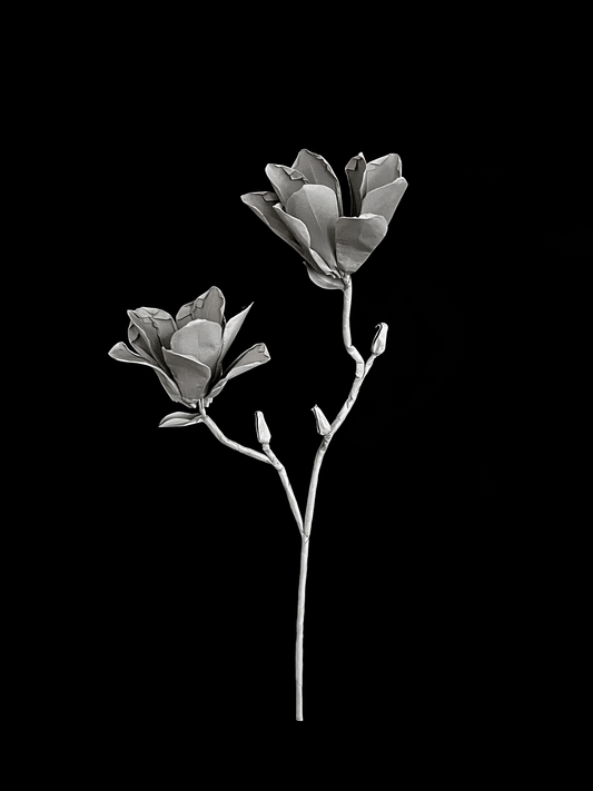 Yulan Magnolia 玉兰