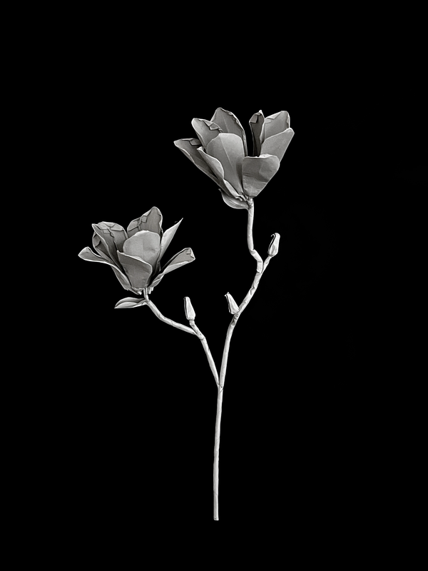 Yulan Magnolia 玉兰
