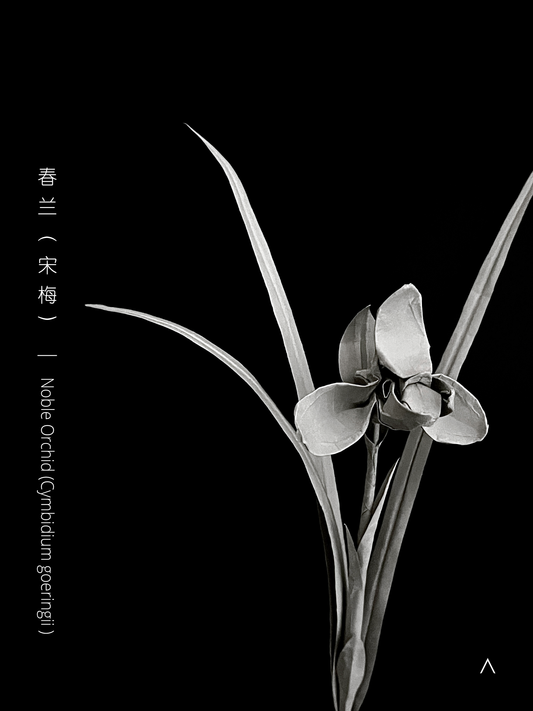 Noble Orchid (Song Mei) 春兰 （宋梅）