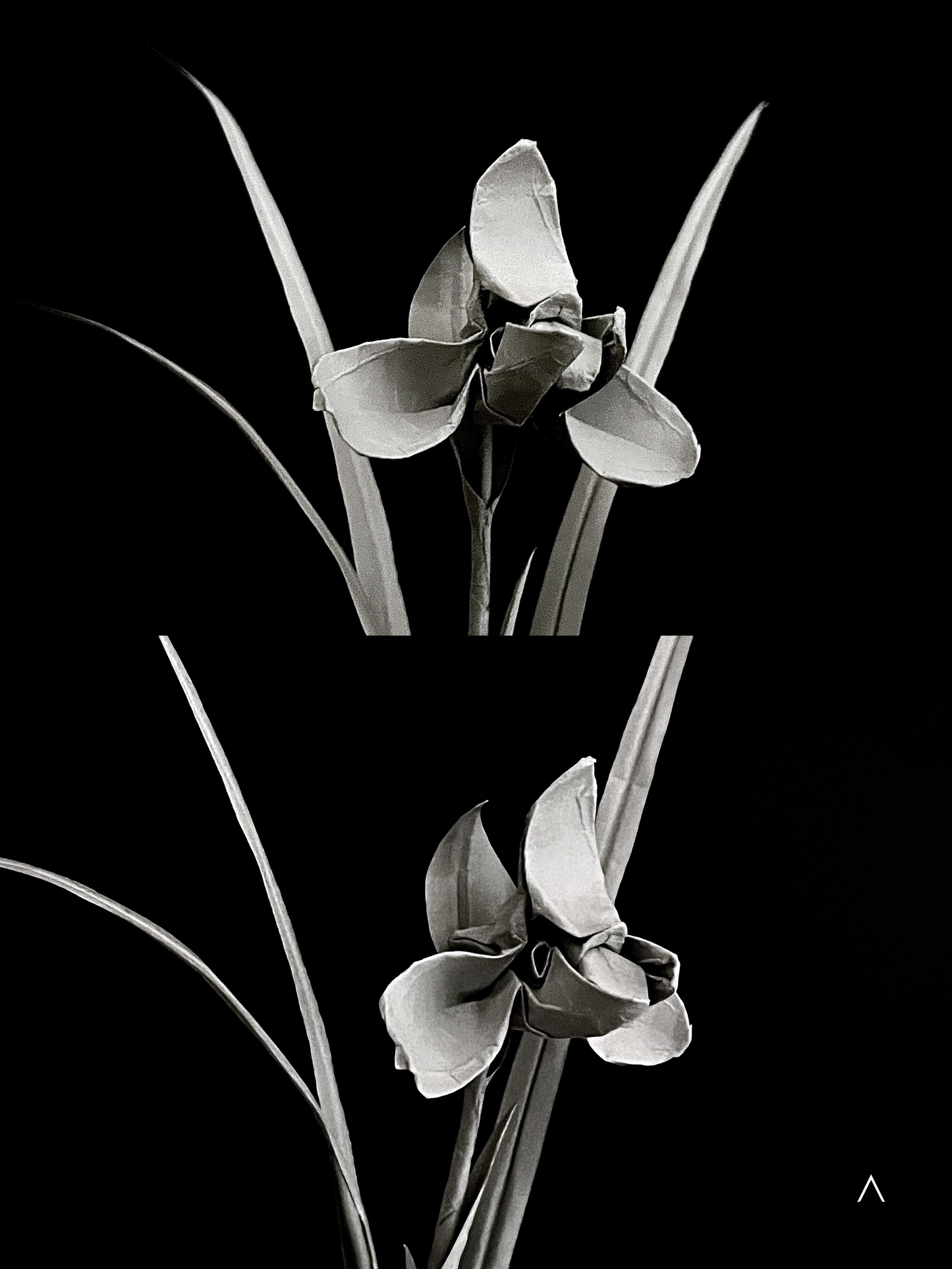 Noble Orchid (Song Mei) 春兰 （宋梅）