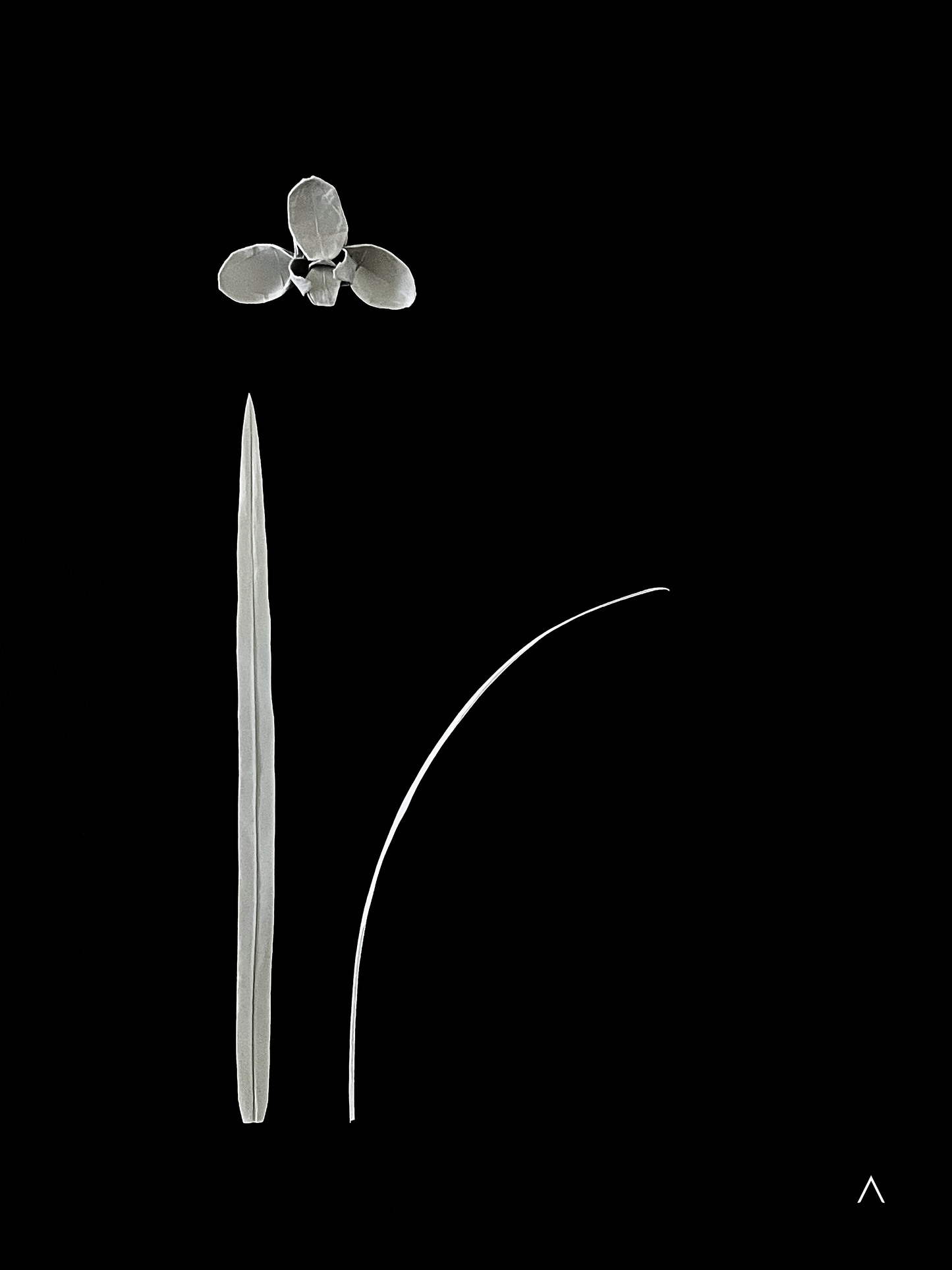 Noble Orchid (Song Mei) 春兰 （宋梅）
