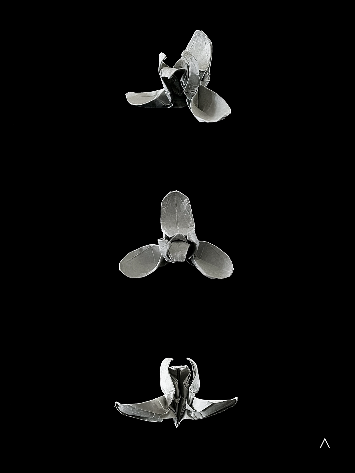 Noble Orchid (Song Mei) 春兰 （宋梅）