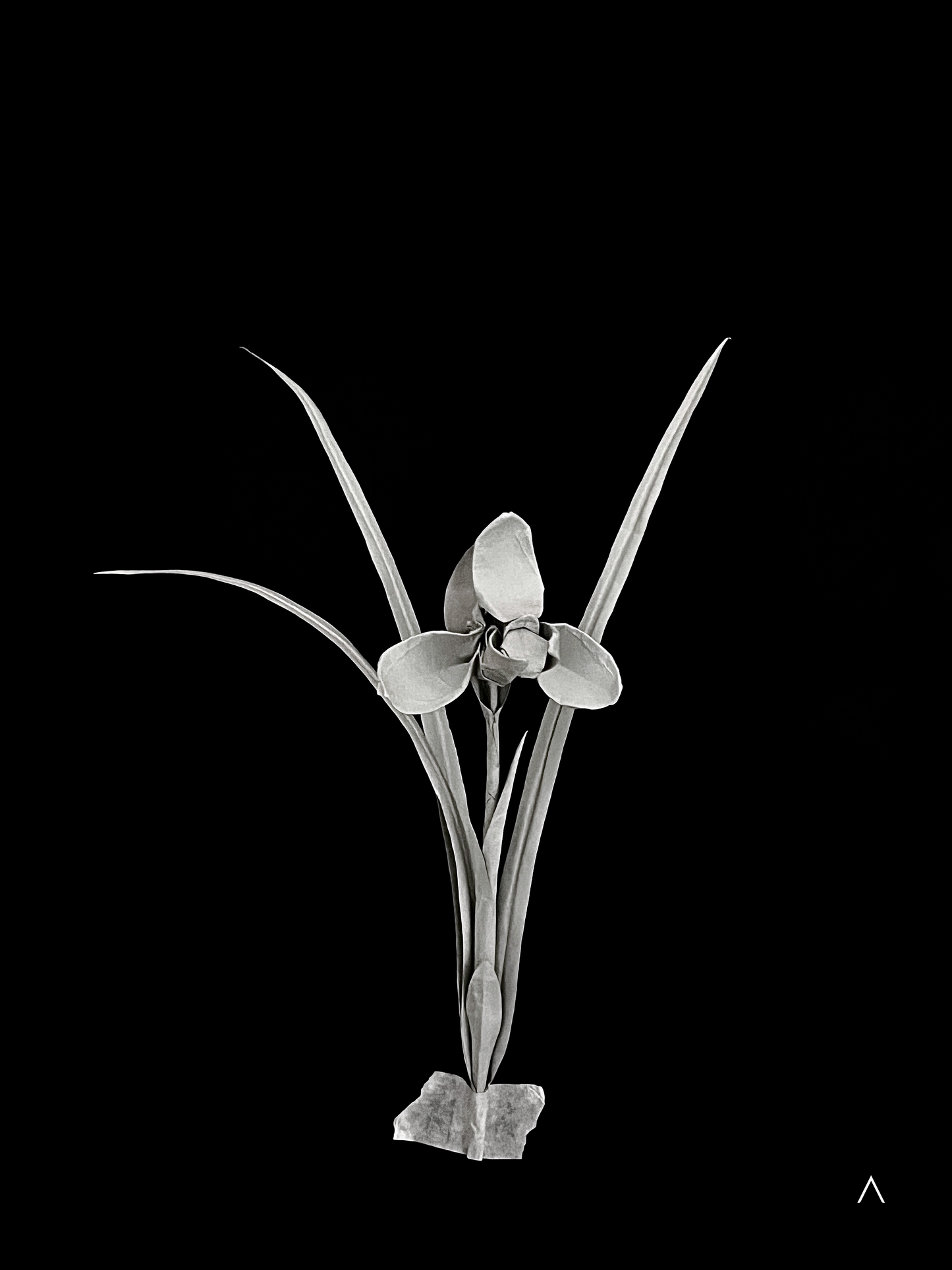 Noble Orchid (Song Mei) 春兰 （宋梅）