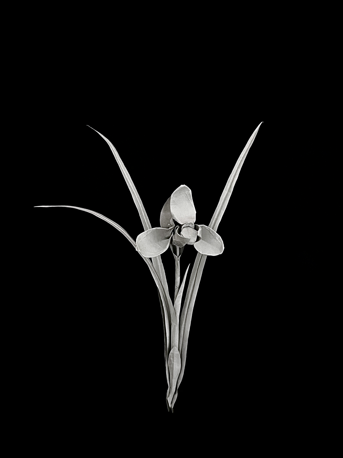 Noble Orchid (Song Mei) 春兰 （宋梅）