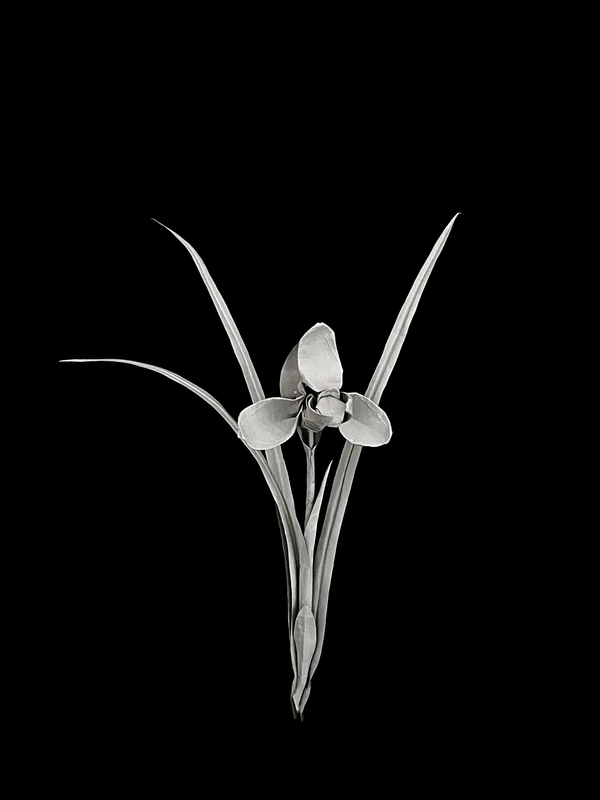 Noble Orchid (Song Mei) 春兰 （宋梅）