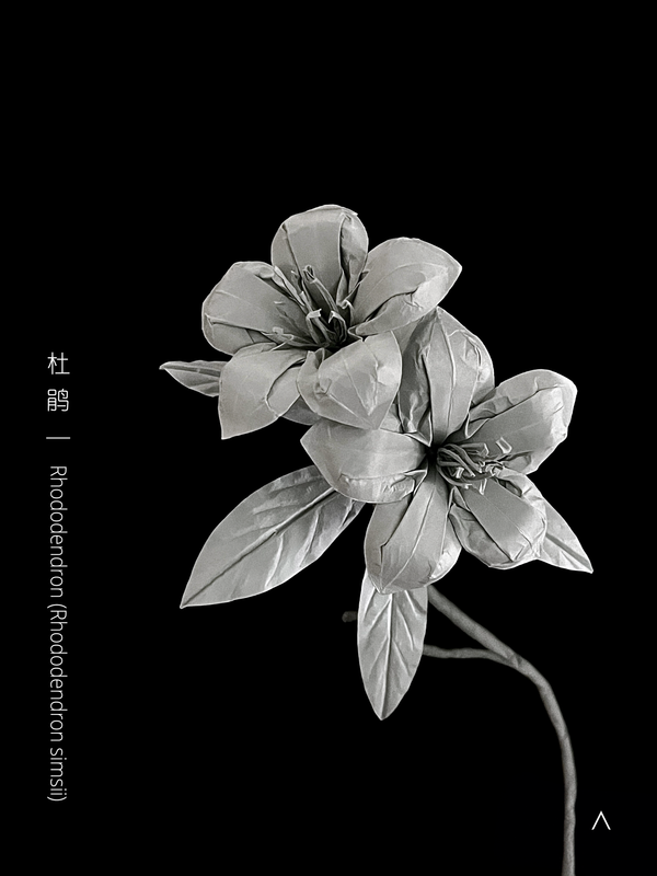 Rhododendron 杜鹃