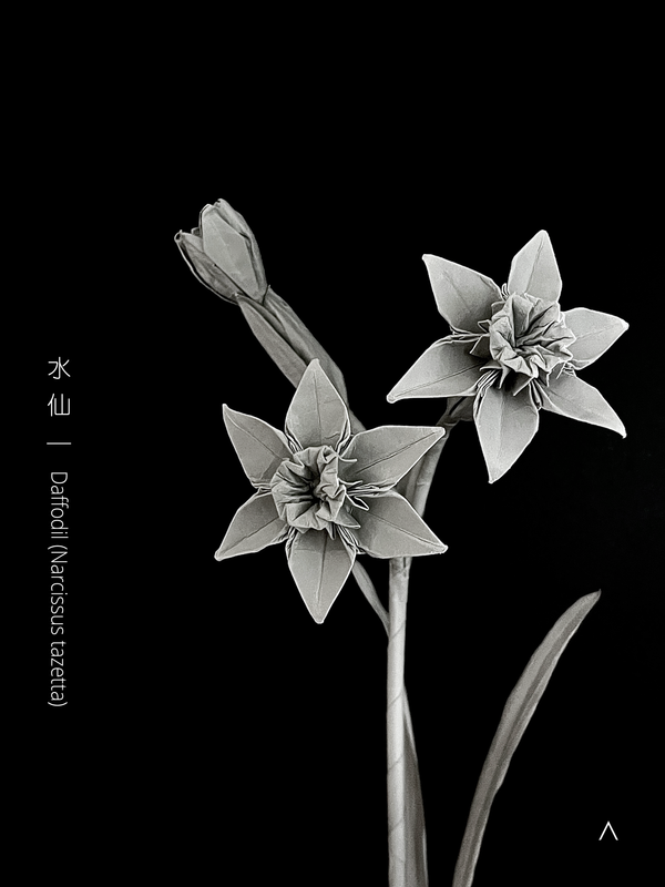 Daffodil 水仙