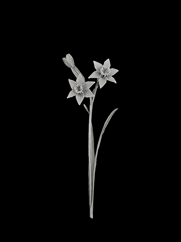Daffodil 水仙