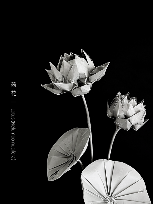 Lotus 荷花