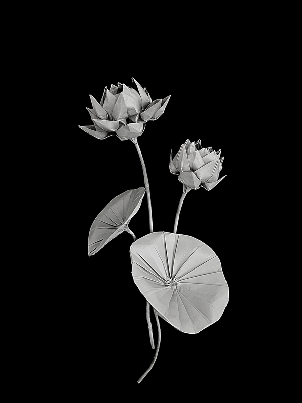 Lotus 荷花