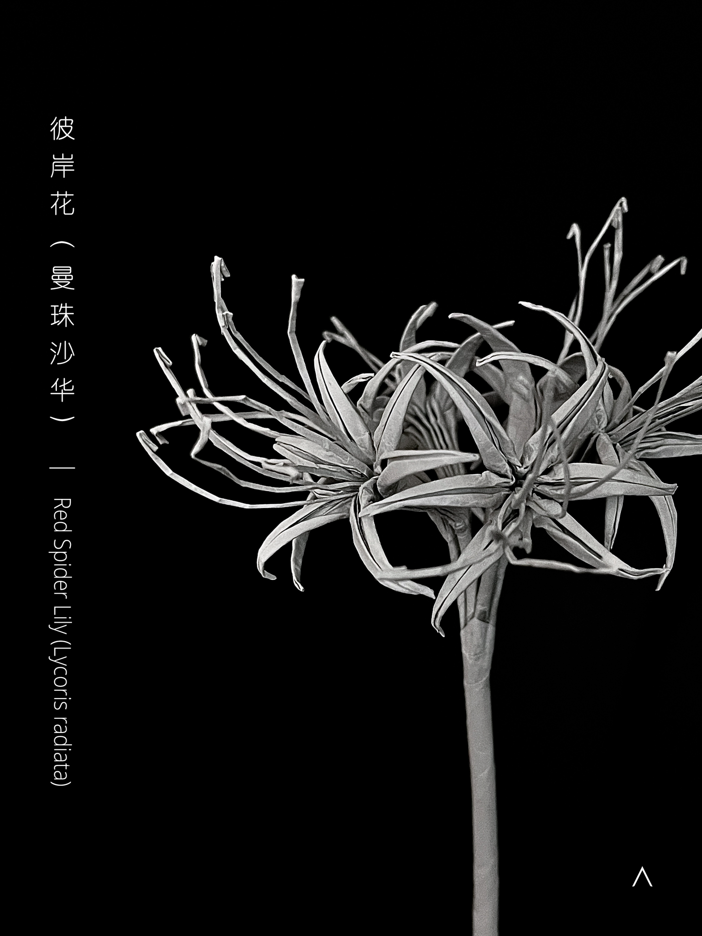 Red Spider Lily 彼岸花