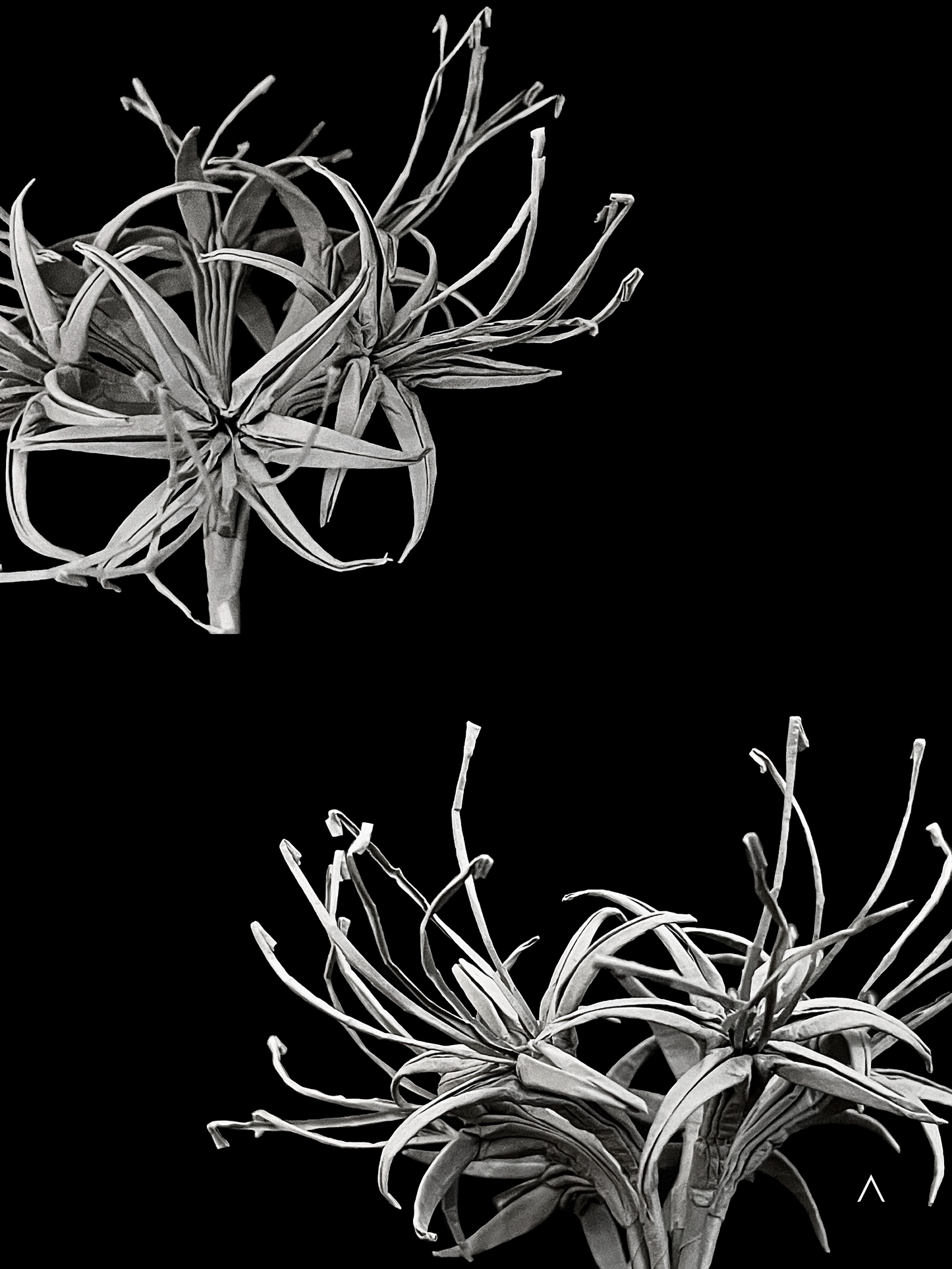 Red Spider Lily 彼岸花