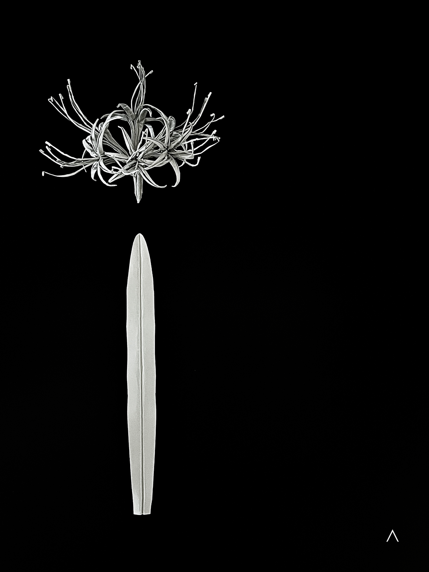 Red Spider Lily 彼岸花