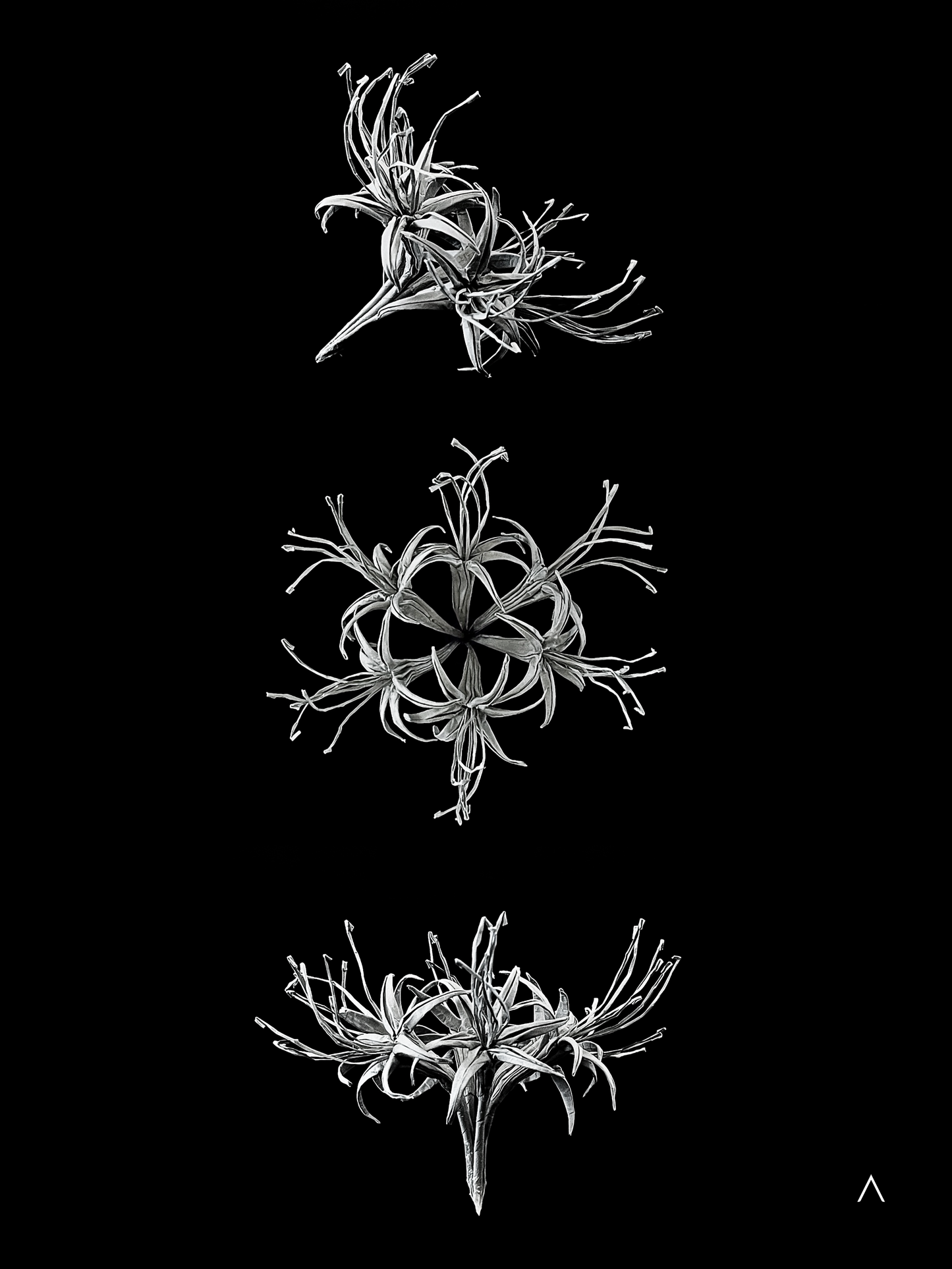 Red Spider Lily 彼岸花