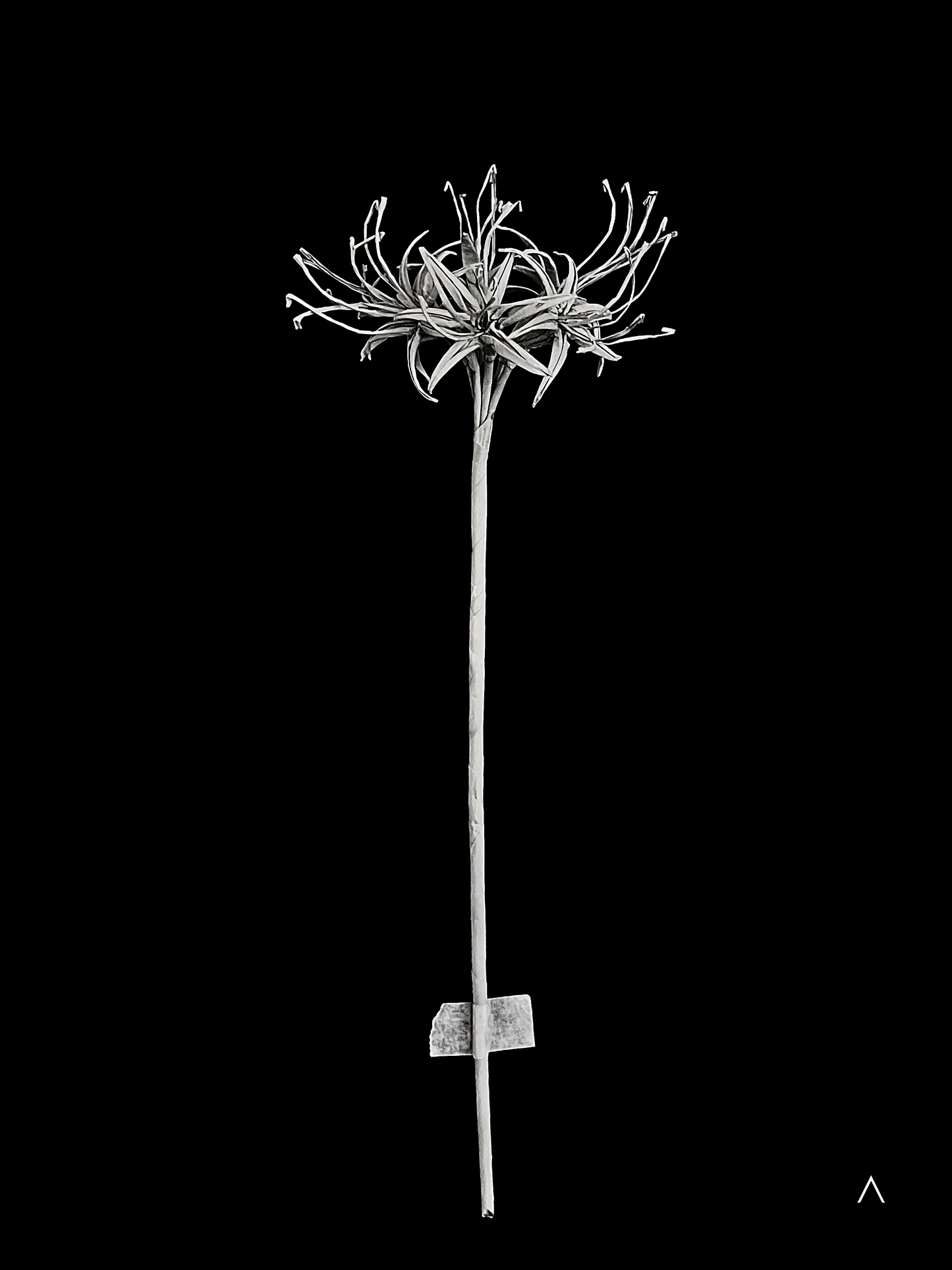 Red Spider Lily 彼岸花