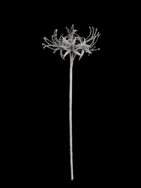 Red Spider Lily 彼岸花
