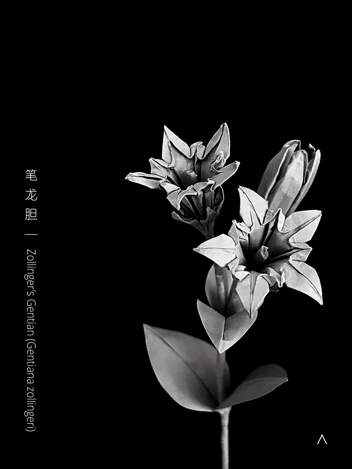 Zollinger Gentian 笔龙胆