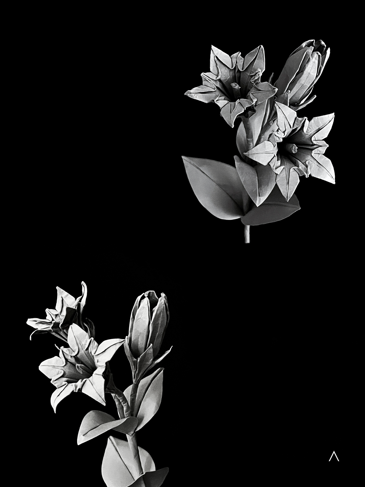 Zollinger Gentian 笔龙胆