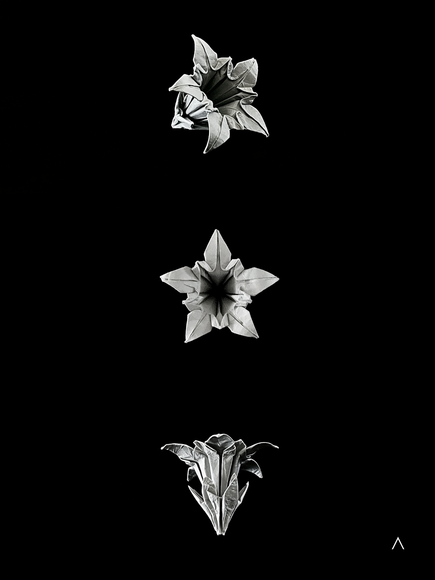 Zollinger Gentian 笔龙胆