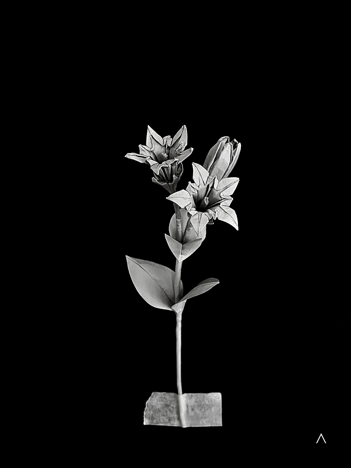 Zollinger Gentian 笔龙胆