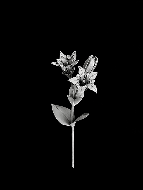Zollinger Gentian 笔龙胆