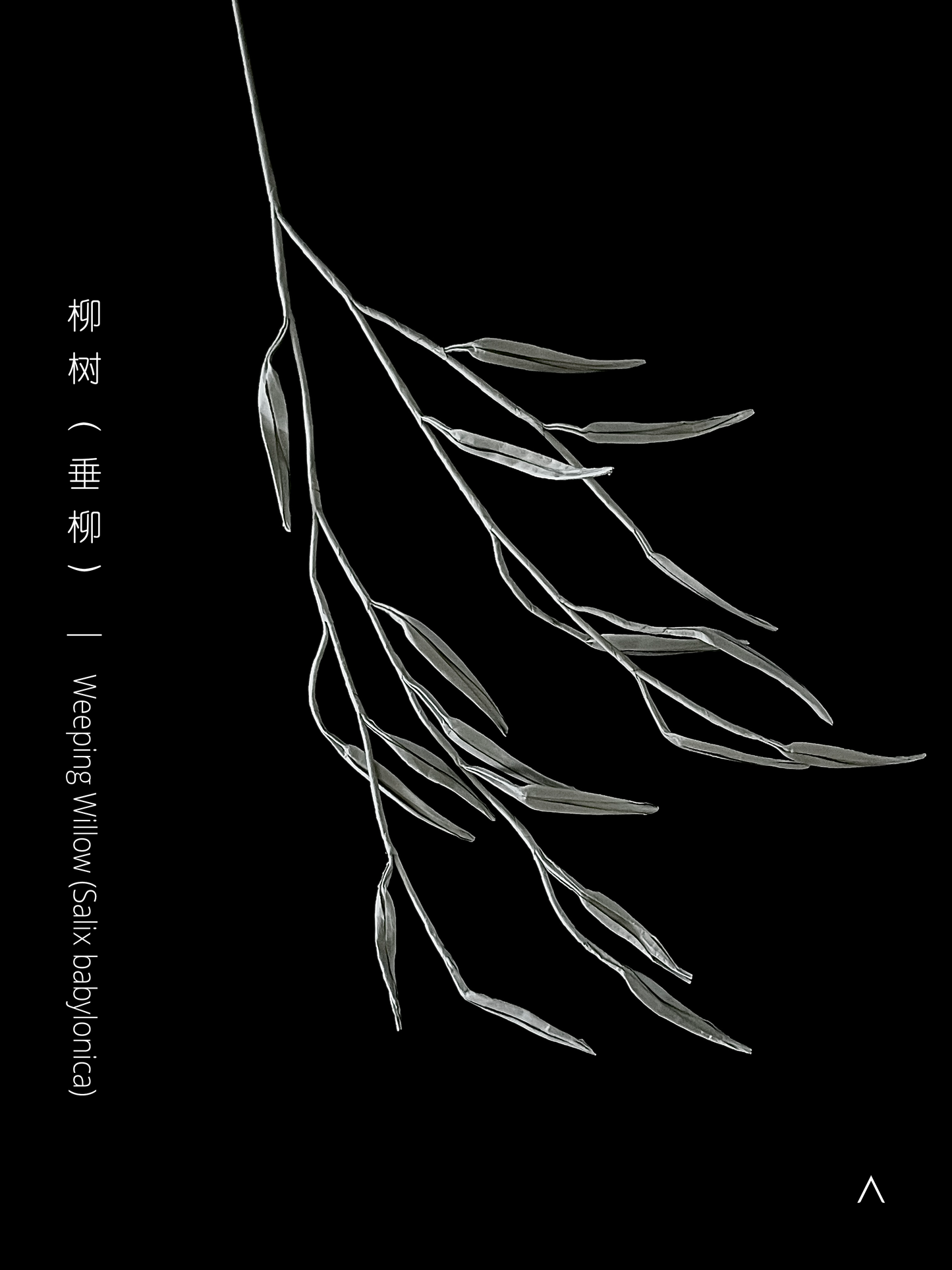 Weeping Willow 垂柳