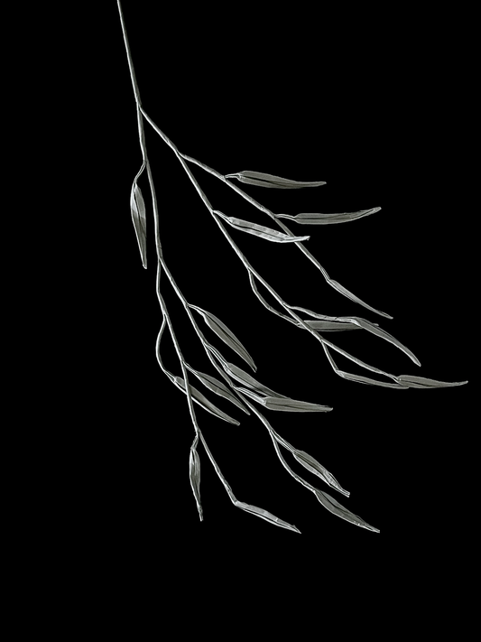 Weeping Willow 垂柳