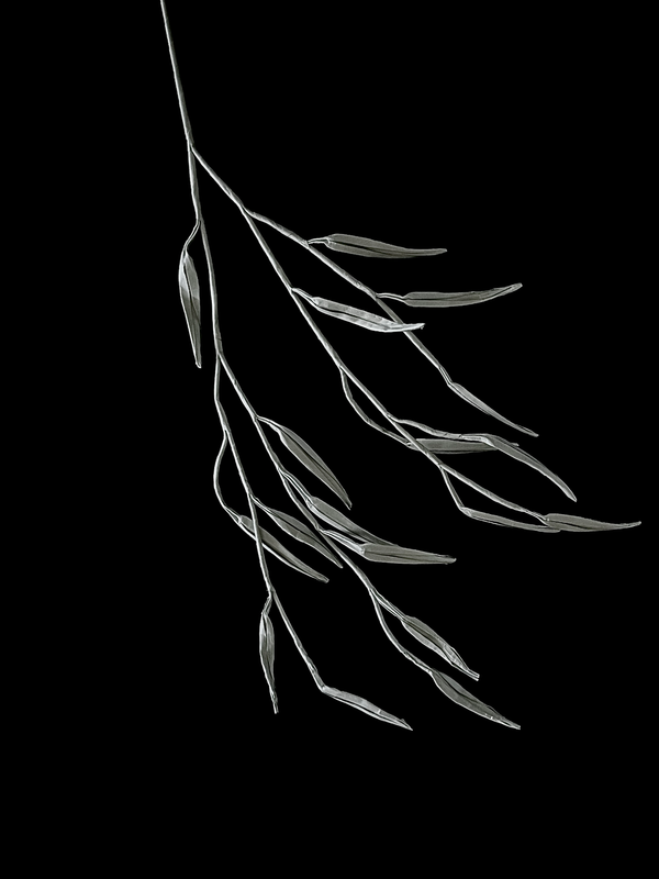 Weeping Willow 垂柳