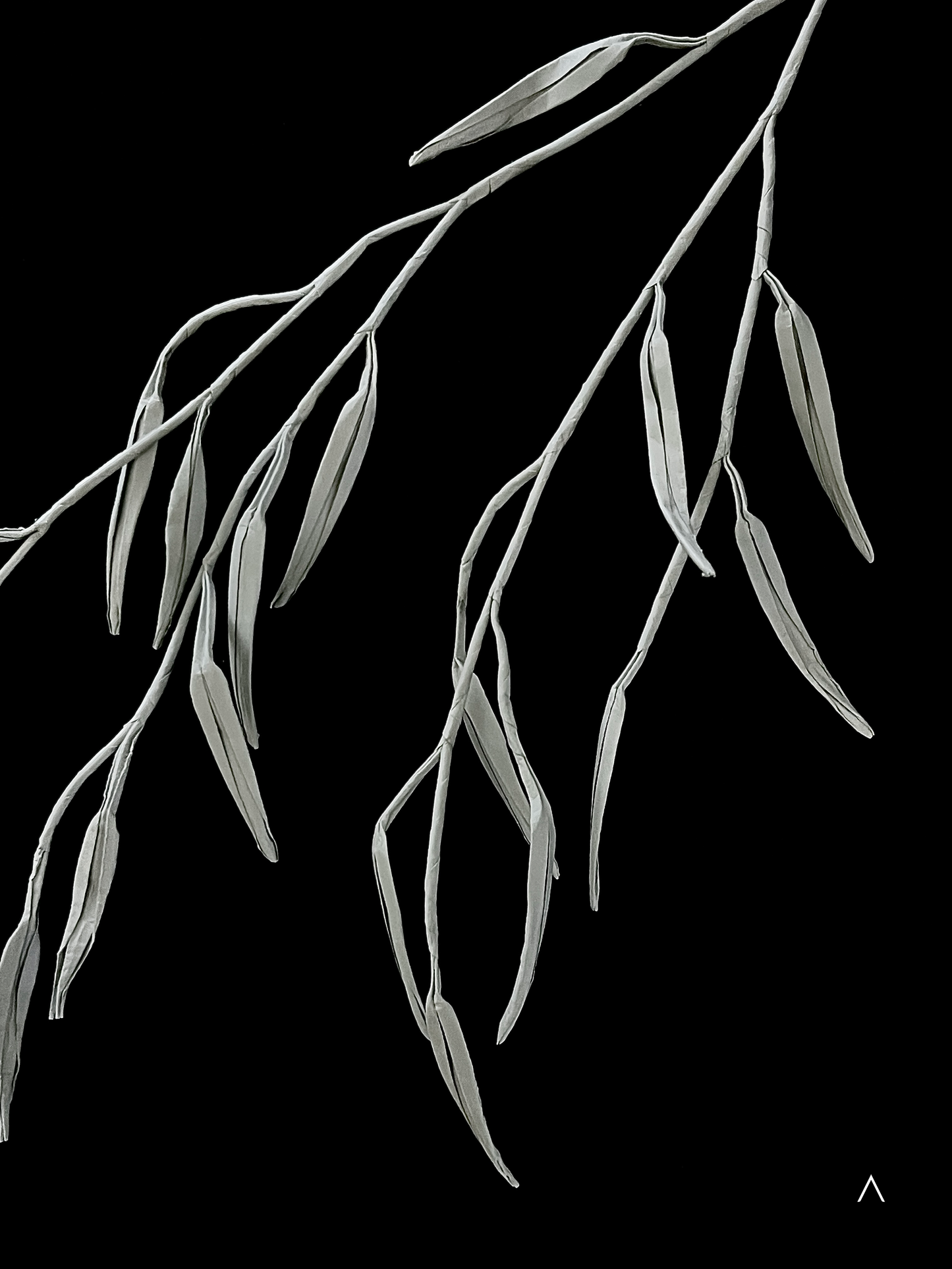 Weeping Willow 垂柳