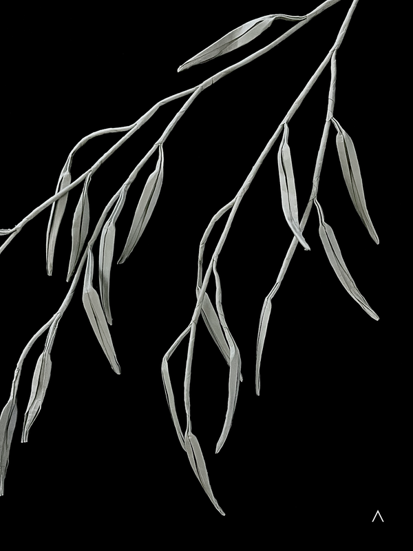 Weeping Willow 垂柳