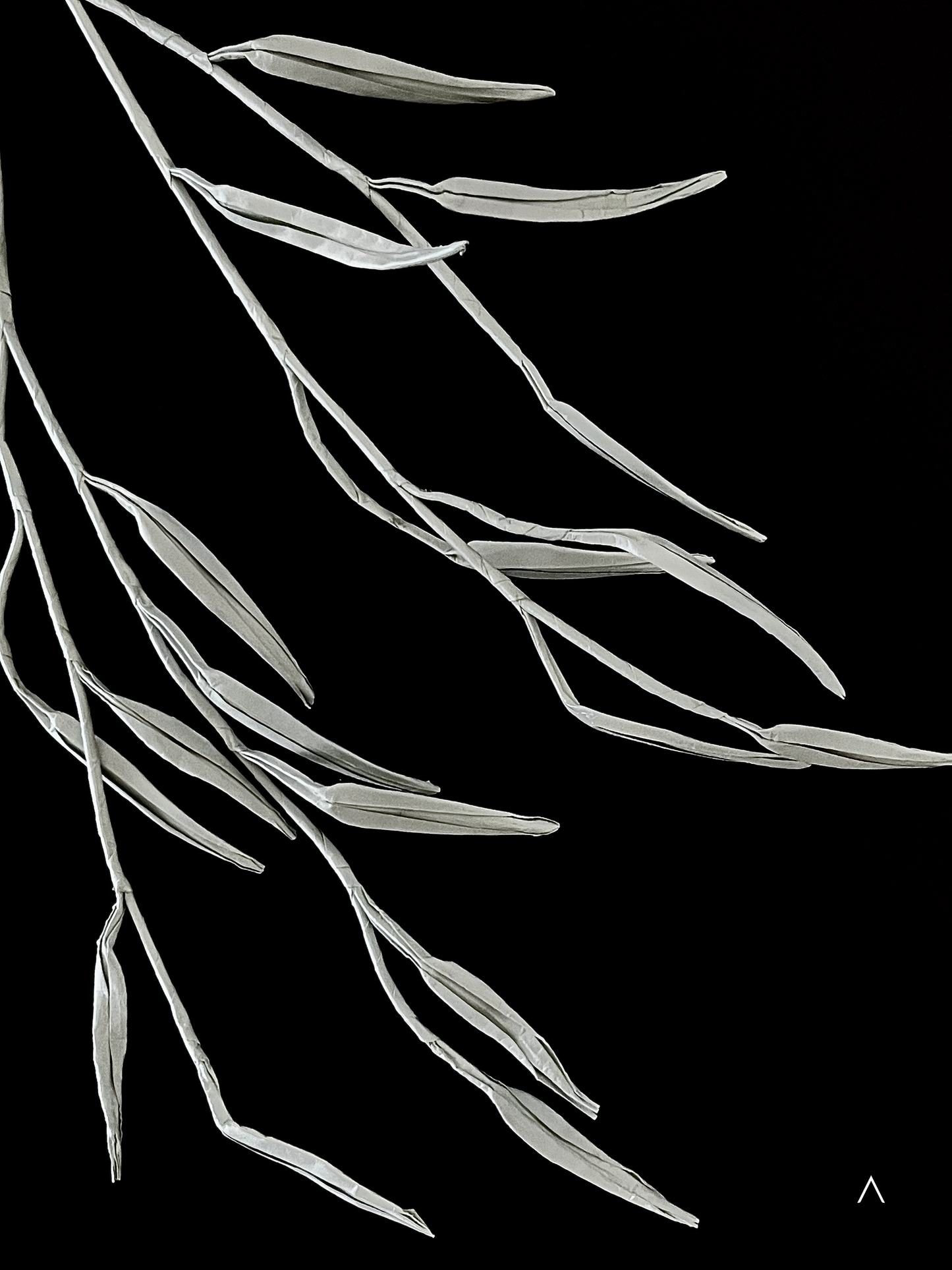 Weeping Willow 垂柳